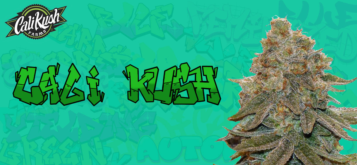 Cali Kush Strain