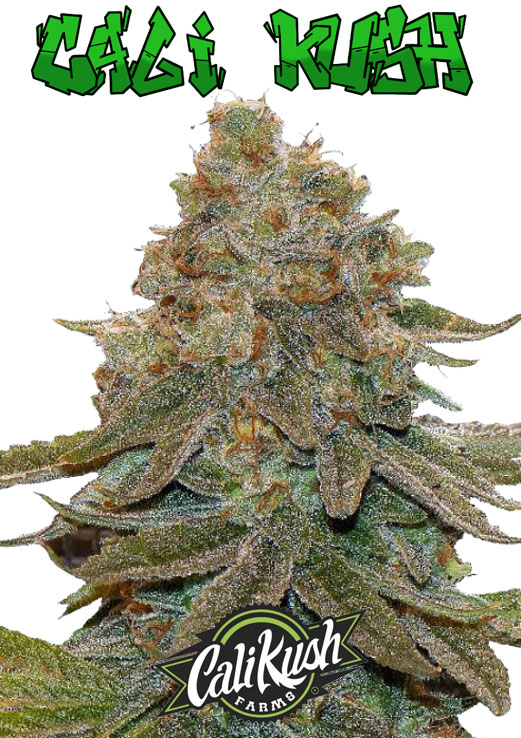 Cali Kush seeds