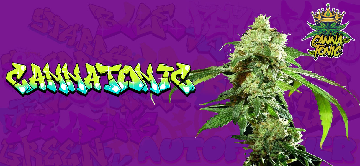 Cannatonic Strain