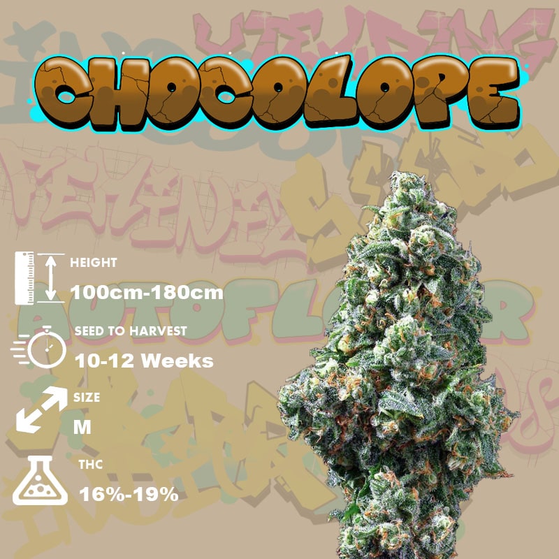 Chocolope Strain Grow Info