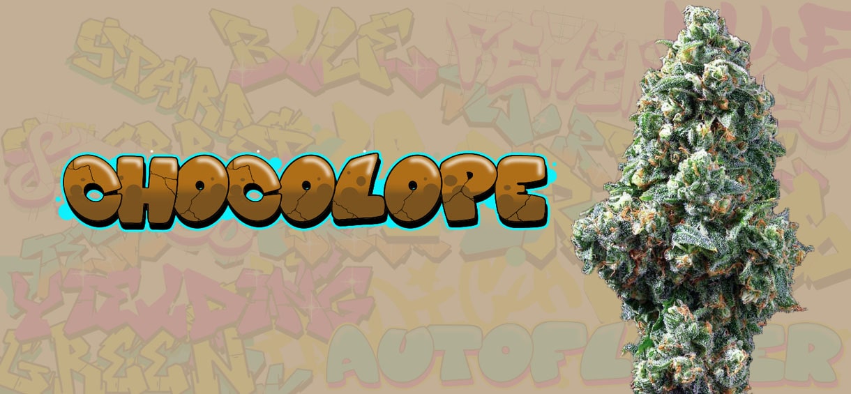 Chocolope Strain Review