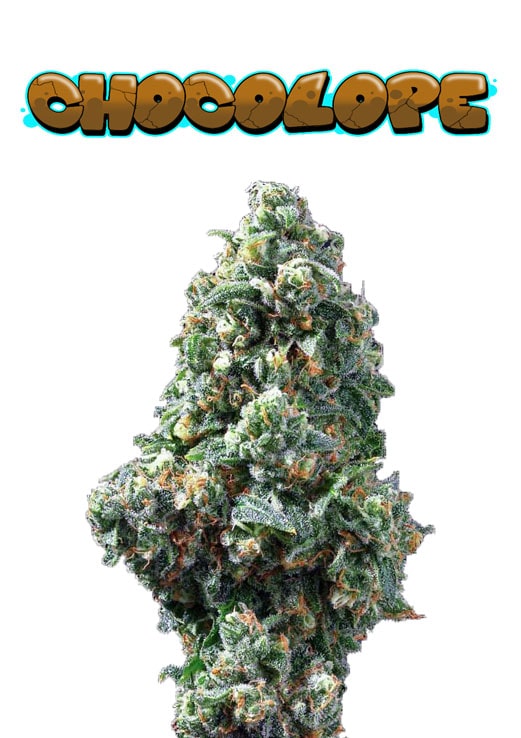 Chocolope Strain Seeds
