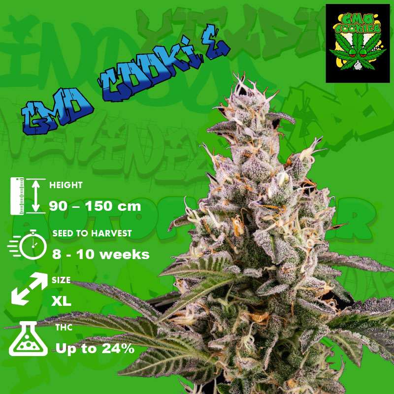 Flowering Time, Height, and Yield of GMO Cookies Seeds