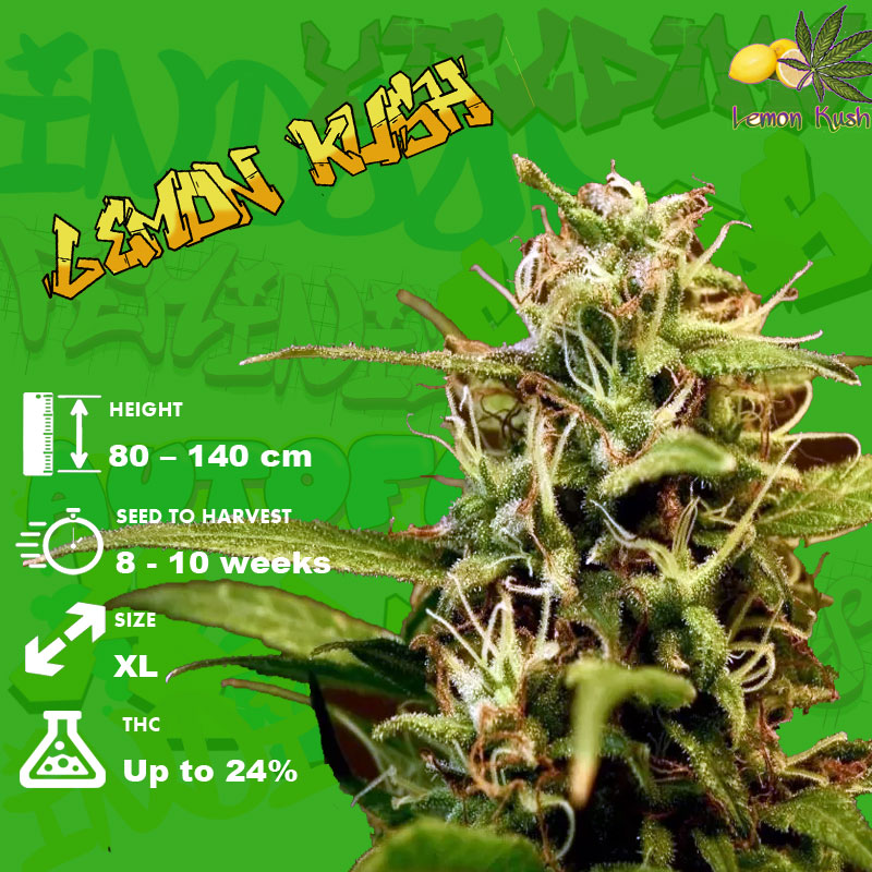 Flowering Time, Height, and Yield of Lemon Kush Seeds
