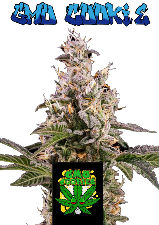 GMO Cookies seeds