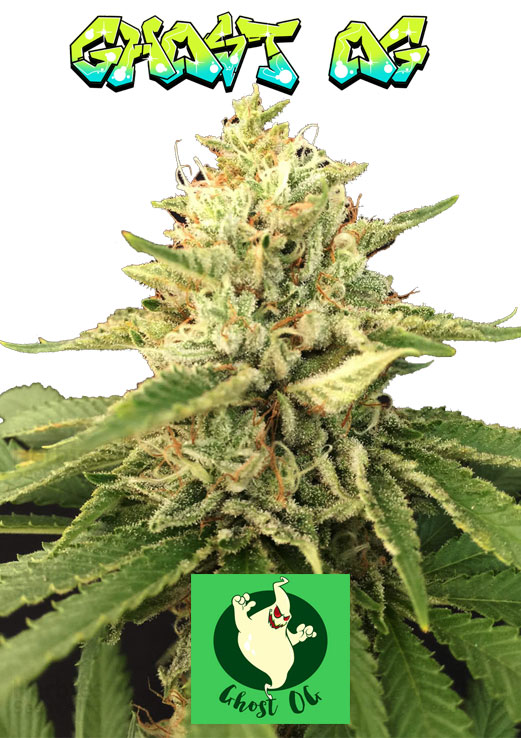Ghost OG Seeds