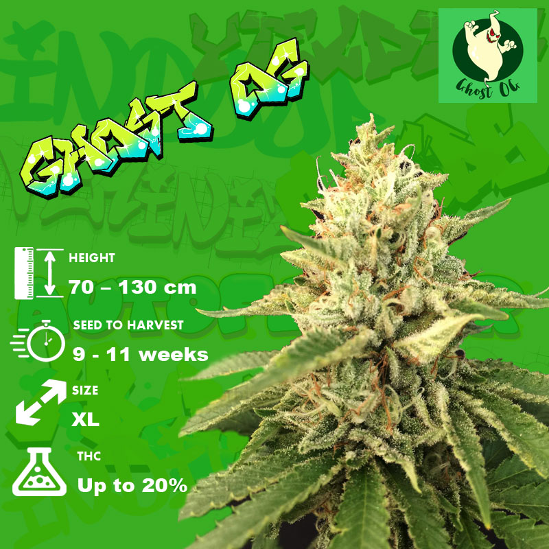 Ghost OG Strain Grow info