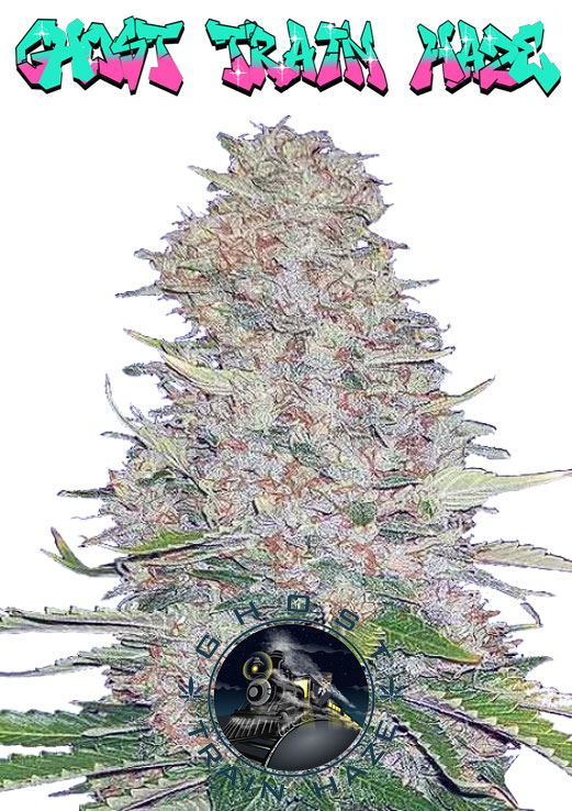 Ghost Train Haze seeds