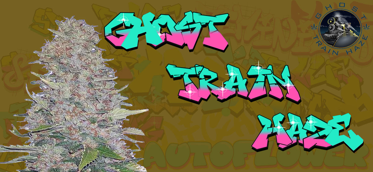Ghost Train Haze Strain