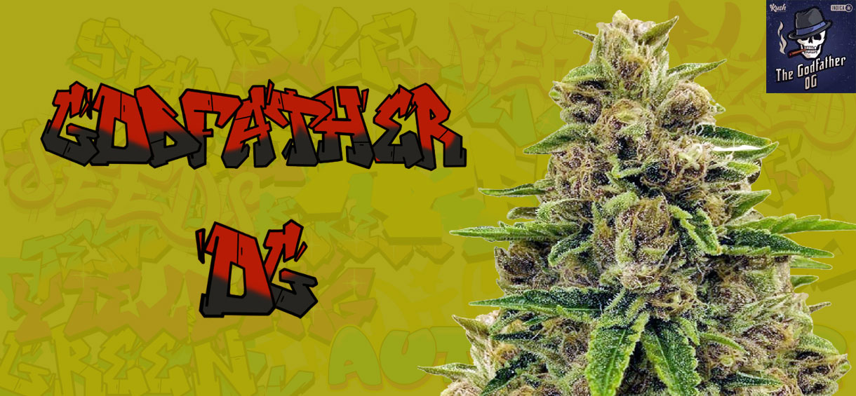 Godfather OG Strain