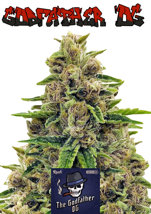 Godfather OG seeds