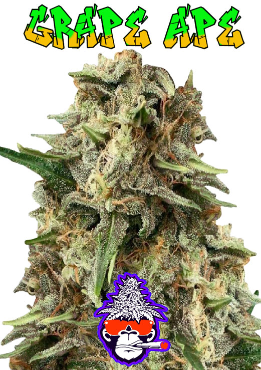 Grape Ape seeds