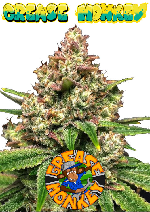 Grease Monkey seeds