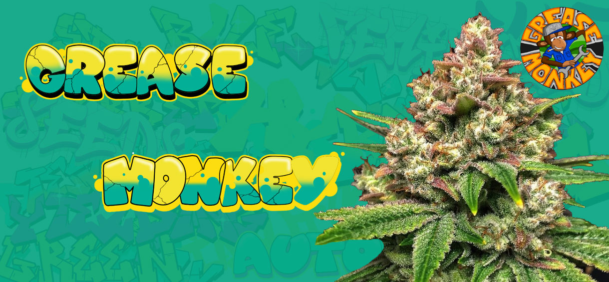 Grease Monkey Strain