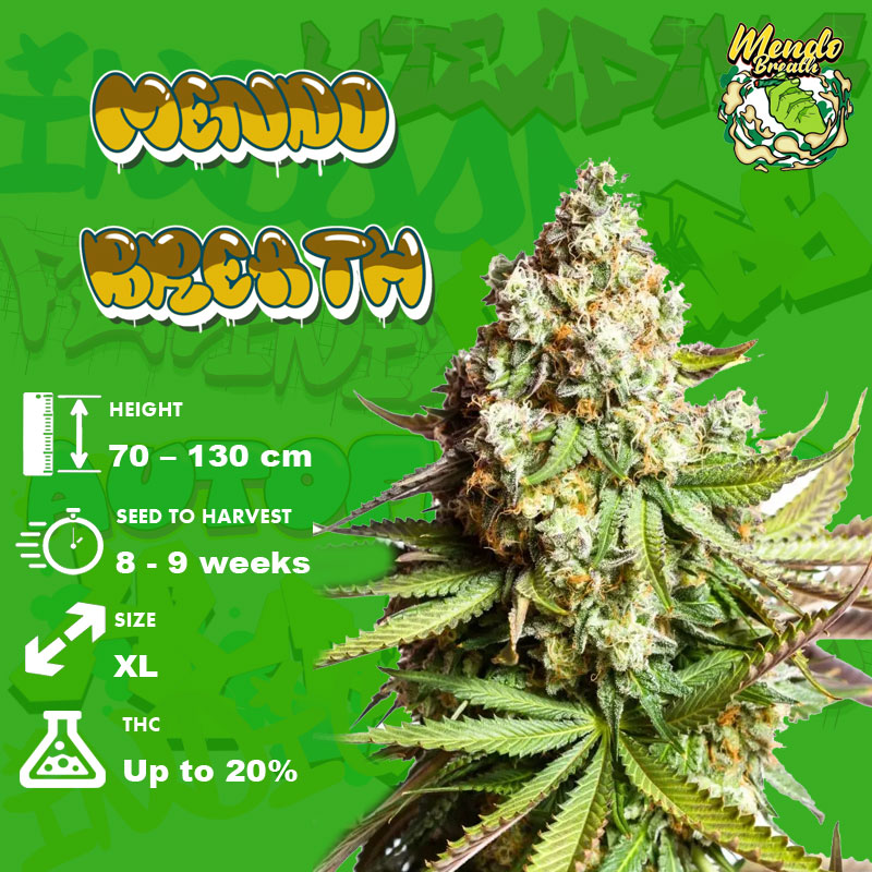 Grow info Mendo Breath Strain