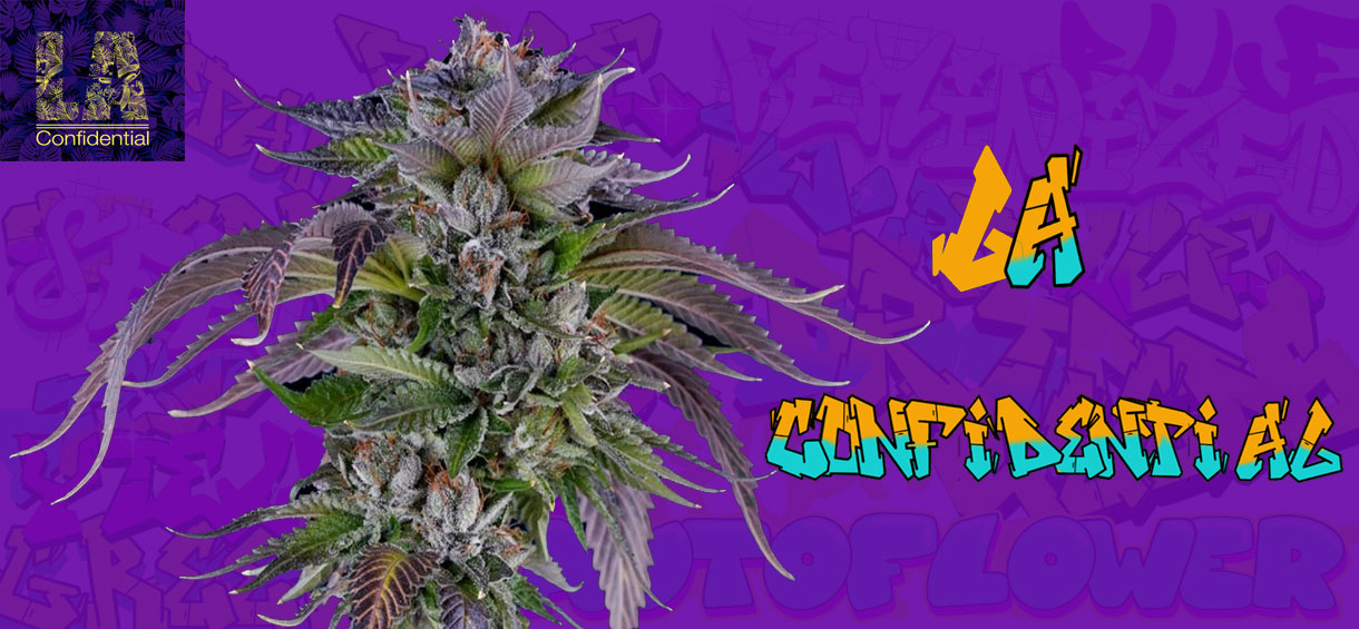 LA Confidential Strain