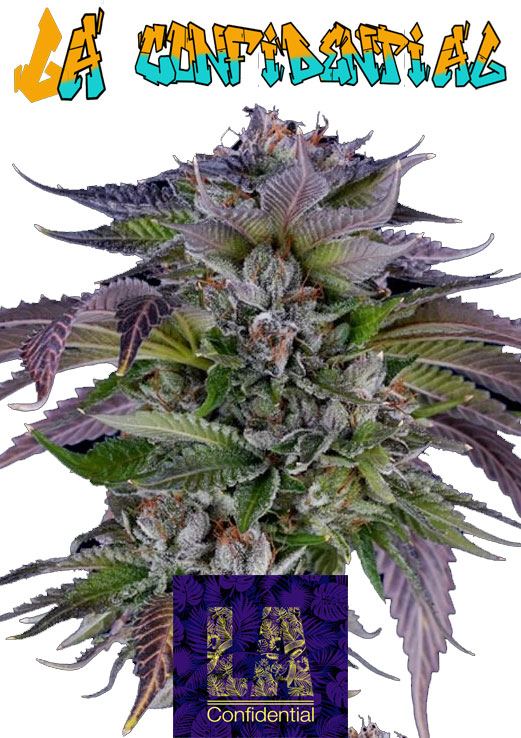 LA Confidential seeds