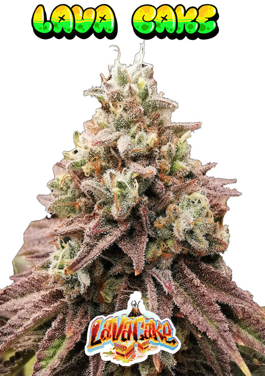 Lava Cake seeds