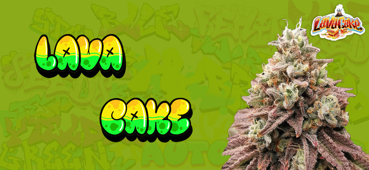 Lava Cake Strain
