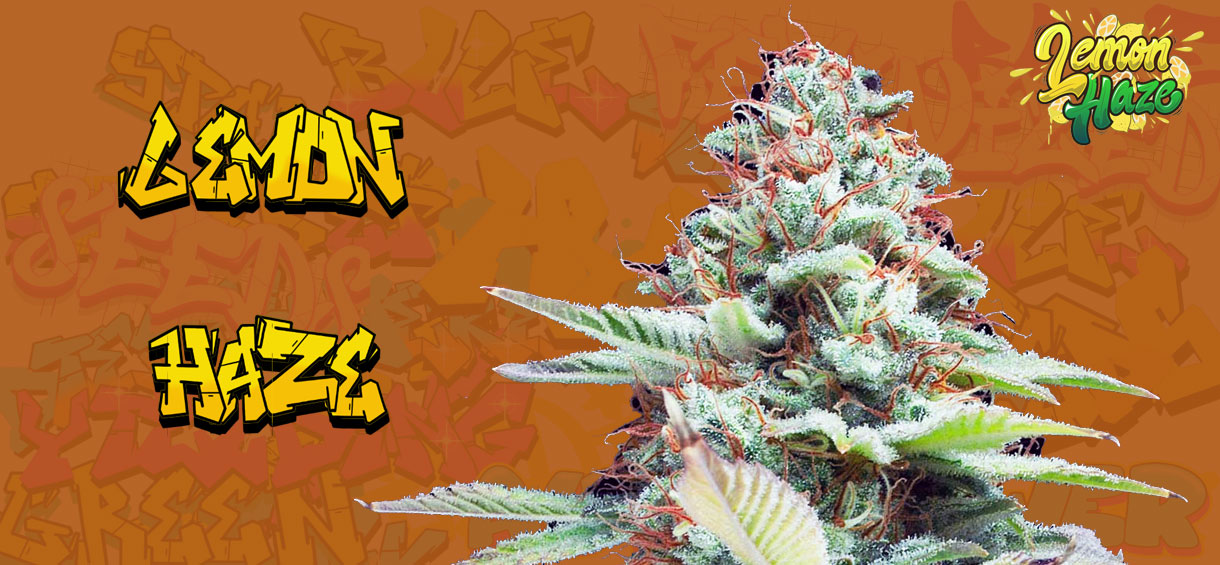 Lemon Haze Strain