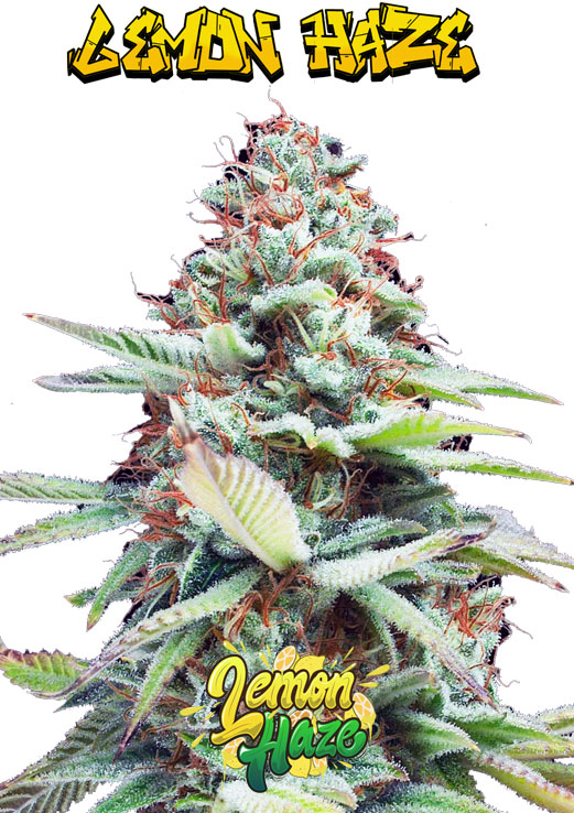 Lemon Haze seeds