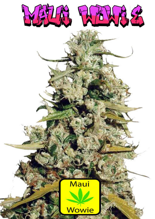 Maui Wowie Seeds