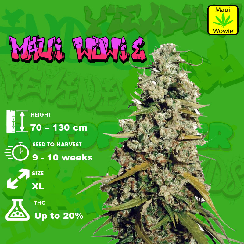 Maui Wowie Strain Grow info