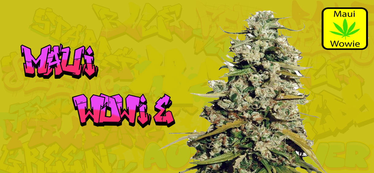 Maui Wowie Strain