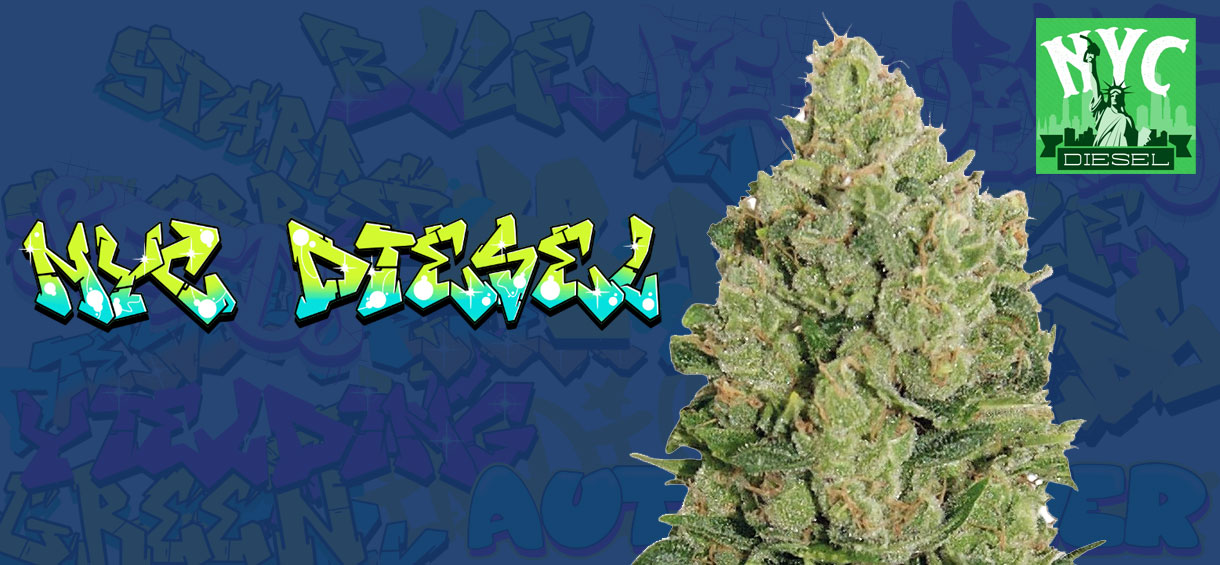 NYC Diesel Strain