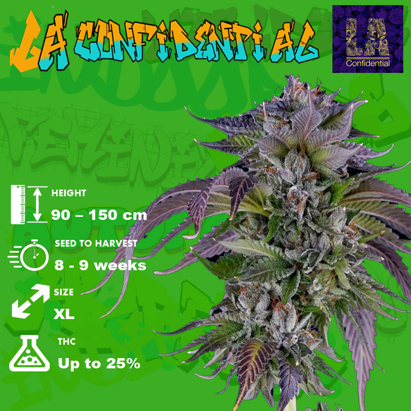 Optimal Growing Conditions and Climate LA Confidential Strain