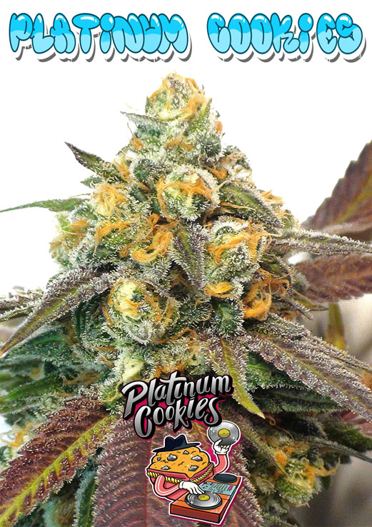 Platinum Cookies seeds