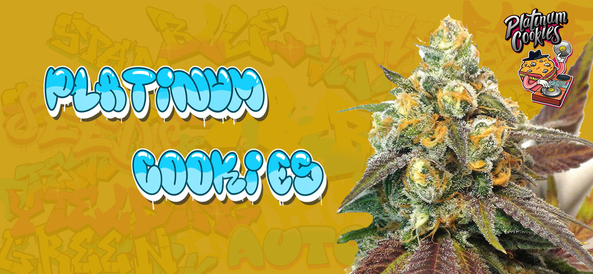 Platinum Cookies Strain