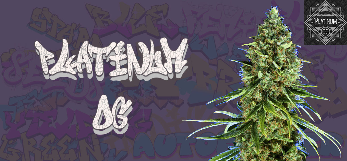 Platinum OG Strain
