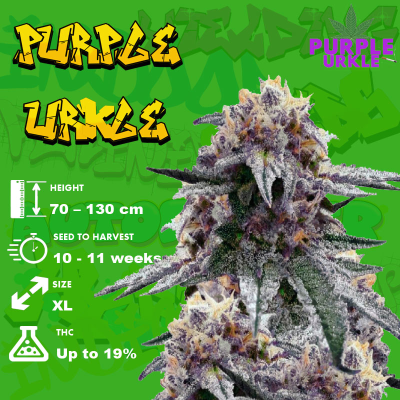 Purple-Urkle-grow-info