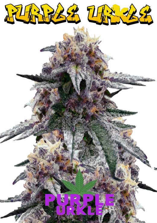 Purple Urkle Seeds