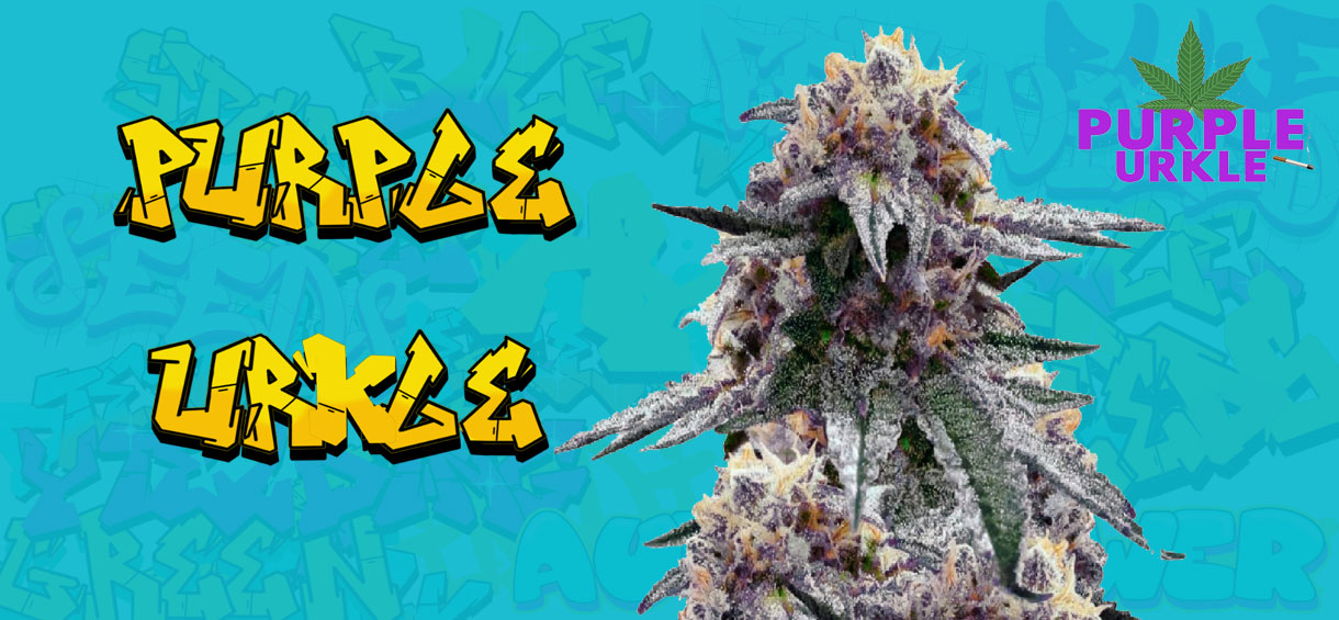 Purple Urkle Strain