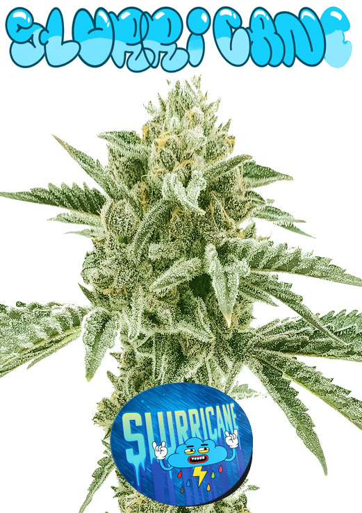Slurricane seeds