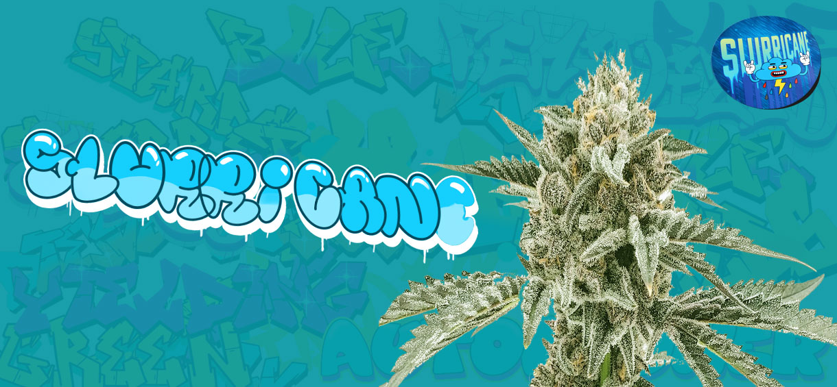 Slurricane Strain