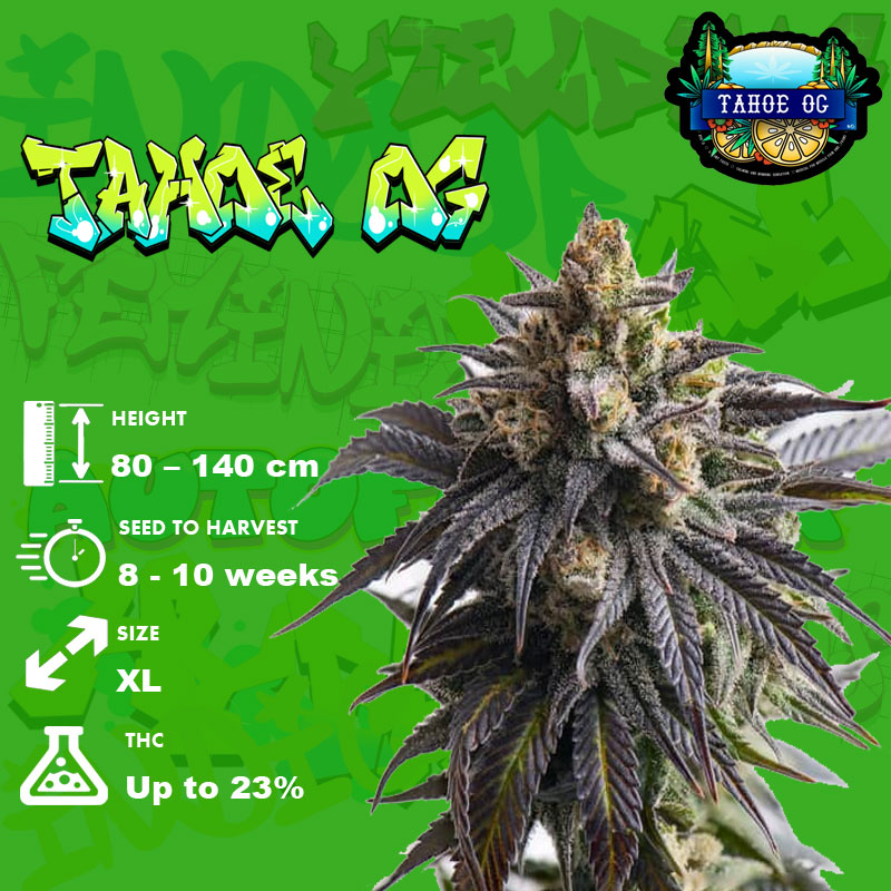 Tahoe OG Strain grow info