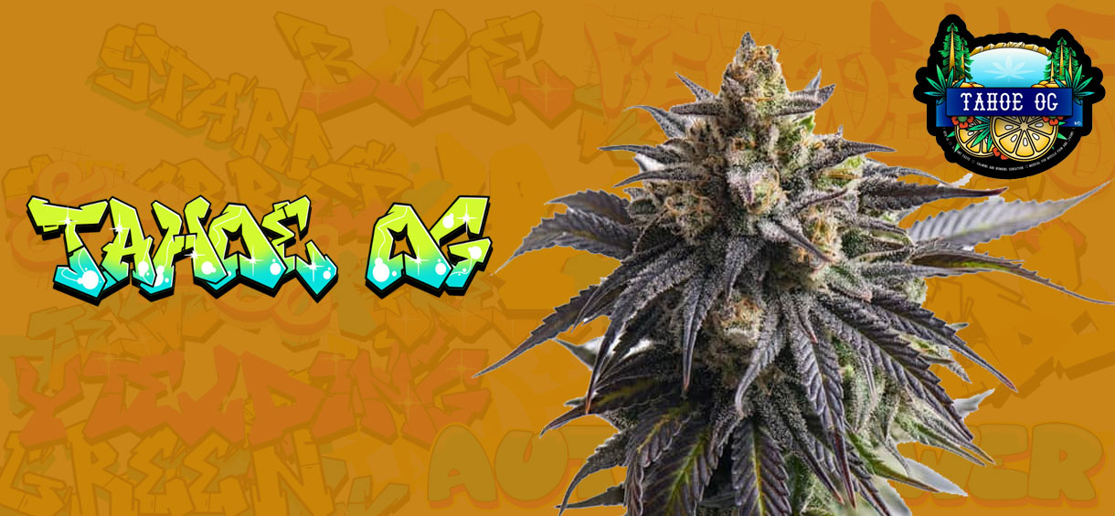 Tahoe OG Strain
