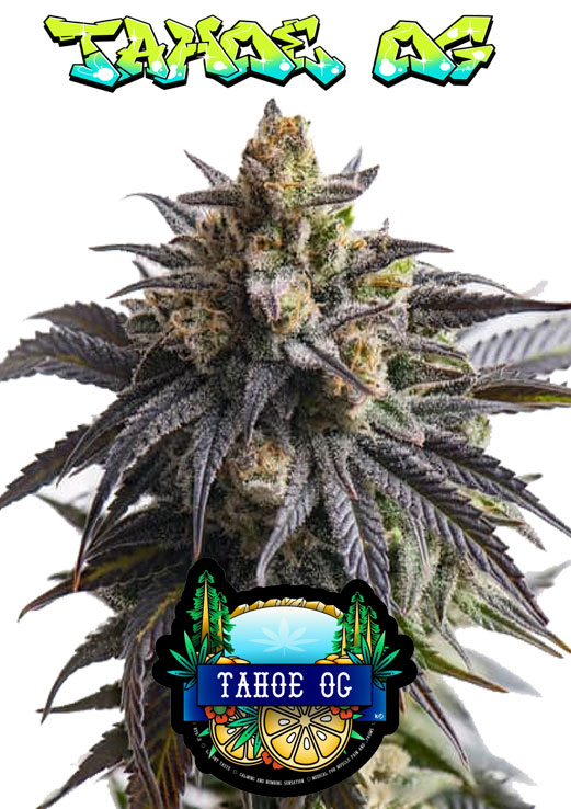 Tahoe OG seeds