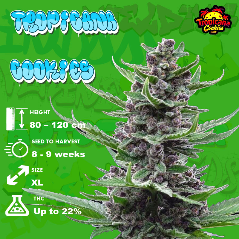 Tropicana-Cookies-grow-info