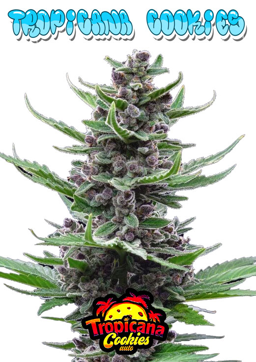 Tropicana Cookies seeds