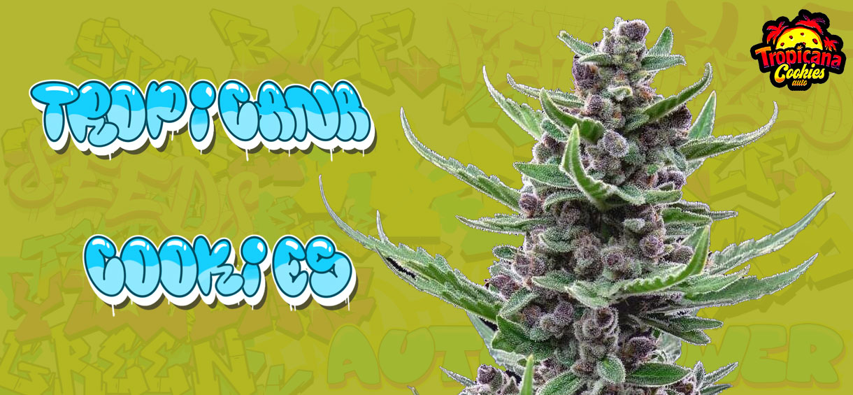 Tropicana Cookies Strain