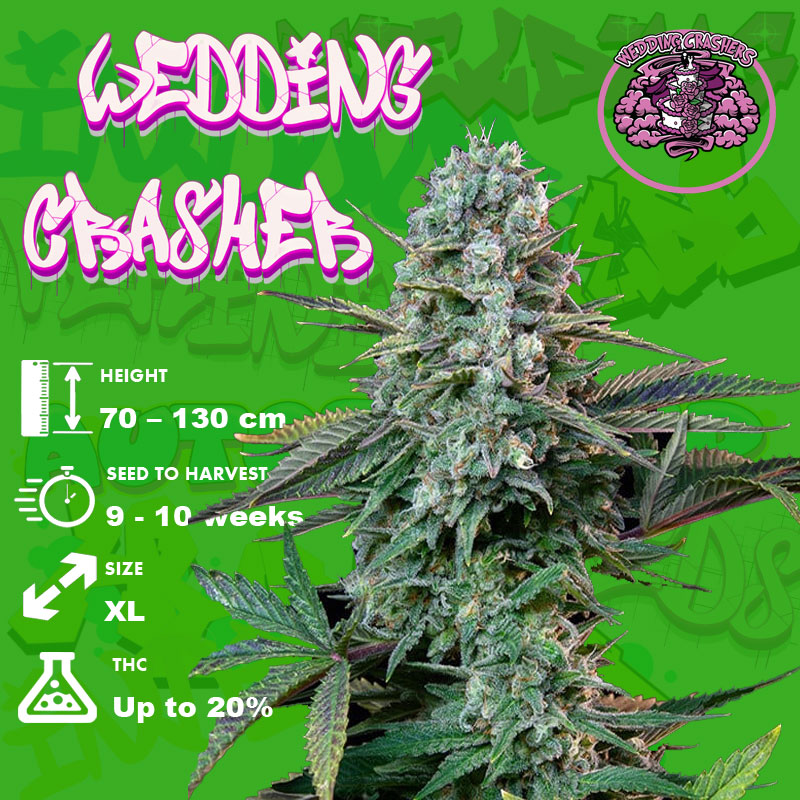Wedding-Crasher-grow-info