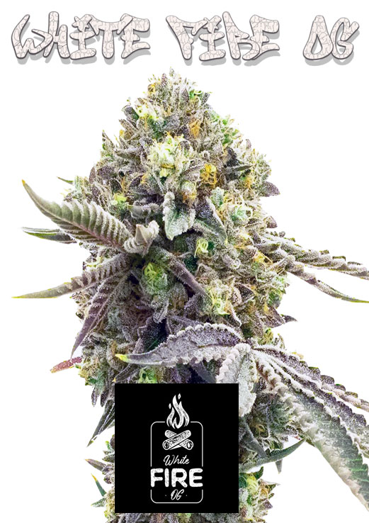White Fire OG seeds