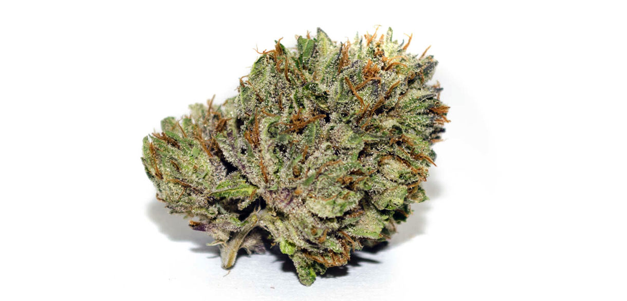 Berry White Strain 👨‍🎤🤍 - Review & Information - Cannabis-MD 2023