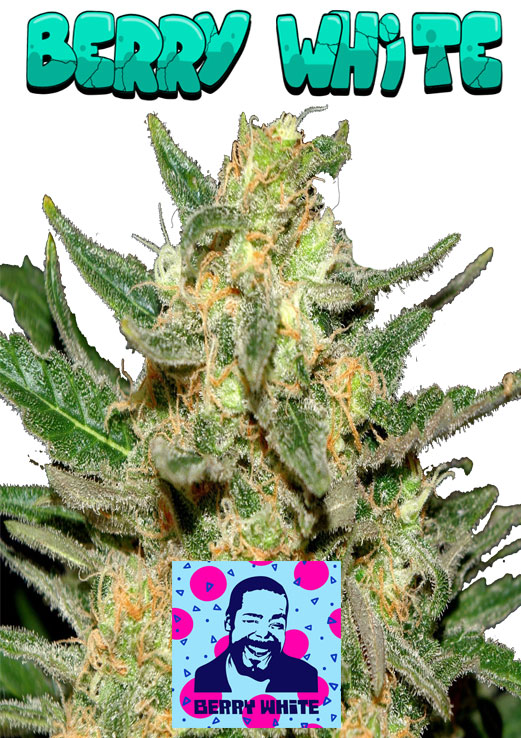 Berry White Seeds