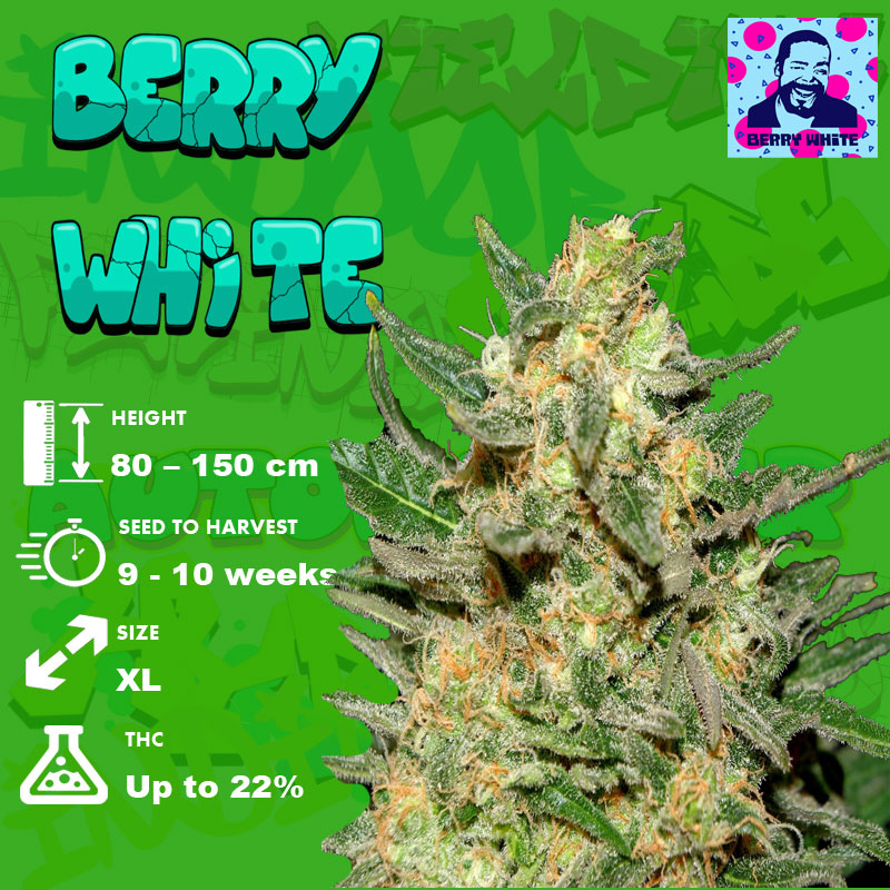Berry White Strain Grow info