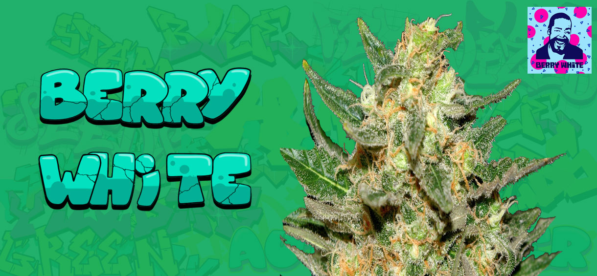 Berry White Strain
